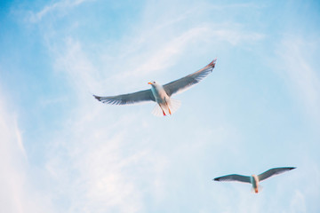 Flying birds in the sky