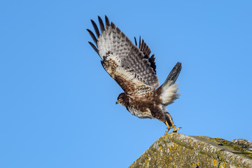 A common buzzard (Buteo buteo) taking off from a barn roof