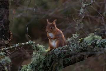 Fototapeta premium red squirrel, Sciurus vulgaris, close up while moving and eating nuts on a birch branch with lichen in Scotland during winter.