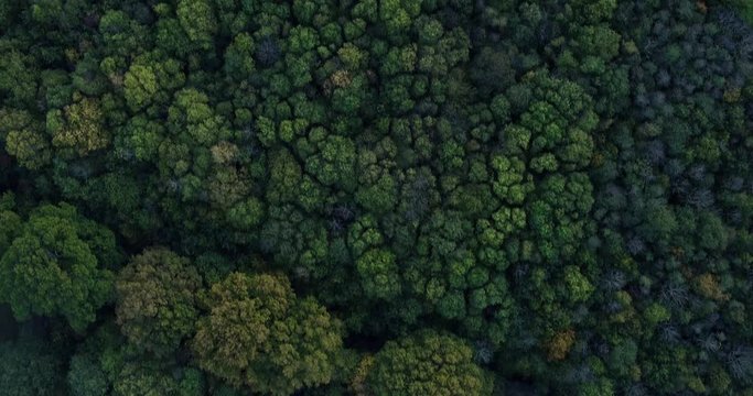 Top down aerial view of Dense autumnal woodland which reveals a clearing. Shot at Dering woods, Kent, UK