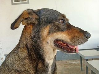 dog in front of window