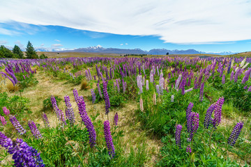 lupins in the mountains, canterbury, new zealand 2