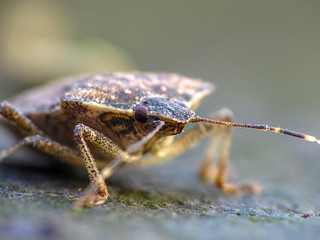 Brown Marmorated Stink Bug Macro