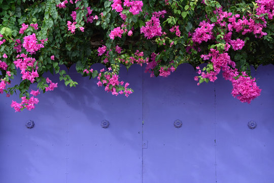 Purple gate surrounded by pink flowers stock images. Pink flowers with purple gate background. Romantic garden still life. Summer floral decoration