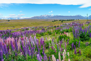 lupins in the mountains, canterbury, new zealand 7