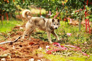 Fototapeta premium The dog staring at the camera in the garden
