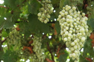 grapes on the vine
