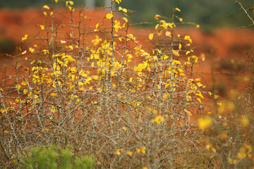 Bushes in the wild in winter