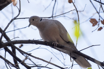 Tortola europea posada en un arbol