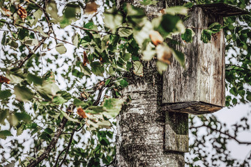 A Closeup of the Birdhouse on a Birch Tree on Early Sunny Spring Day - Concept of Natural and Environment Friendly Lifestyle