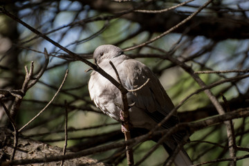 Tortola europea posada en un arbol