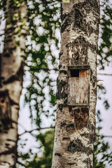 A Closeup of the Birdhouse on a Birch Tree on Early Sunny Spring Day - Concept of Natural and Environment Friendly Lifestyle