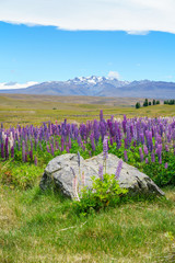 Fototapeta premium lupins in the mountains, canterbury, new zealand 14