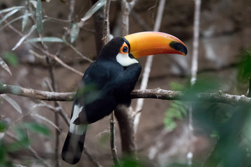 Toco Tucan