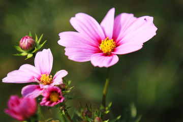 Fototapeta premium cosmos flowers in full bloom in the fields