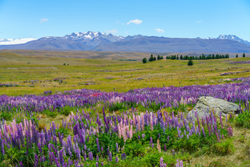 lupins in the mountains, canterbury, new zealand 17