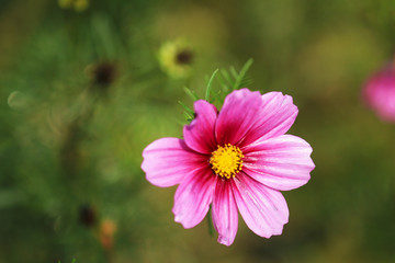 Fototapeta premium cosmos flower in full bloom in the fields