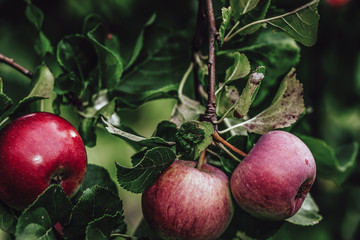 Tree Branches Full of Red Fresh Apples in the Garden, Vegetation Background - Sunny Autumn Day, Abstract, Floral Background