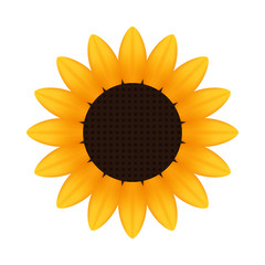 Sunflower icon isolated on white background