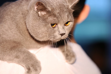 Cute little cat on the shoulder