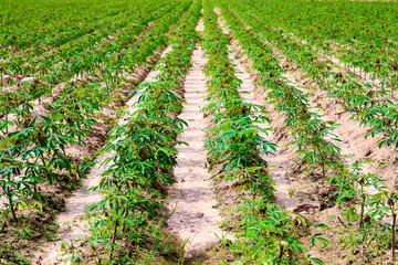 Cassava plantation farming growing  cassava row in farm