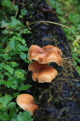 Beautiful orange mushrooms grow on a stump covered with moss and grass. Autumn, mushroom season. Carpathian Forest, Ukraine