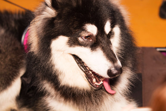A close-up of a cute Alaskan dog