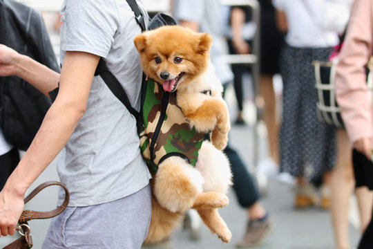 A cute little dog on a back