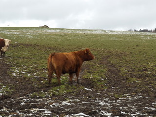 cow on pasture
