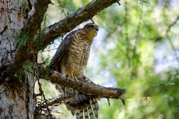 Eurasian sparrowhawk on a branch