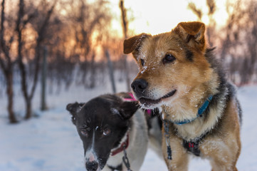 husky, cani da gara su slitta in norvegia