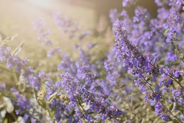 Nepeta, catnip flower, catmint