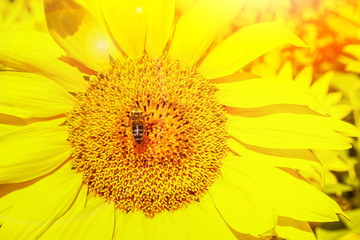 a field of blooming sunflowers against a colorful sky