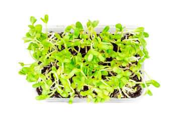 Obraz premium Sunflower seeding in a small plastic box