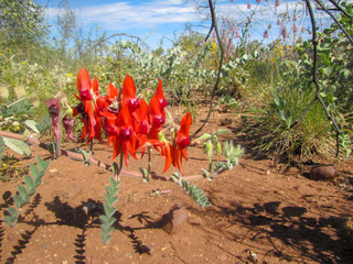 Sturt's Desert Pea in the Pilbara, Western Australia.