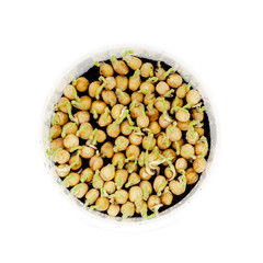 Pea seeding in a small plastic box