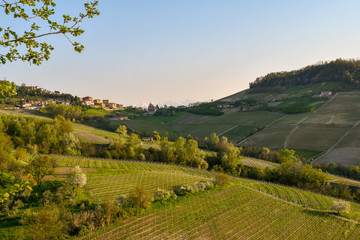 Scenic view of vineyard hills with a village at the top in springtime, Monforte d'Alba, Langhe, Piedmont, Italy