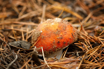 Poisonous mushroom with a red spotted hat. It grows in a coniferous forest.