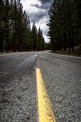 Jeffrey Pine Trees forest on Mammoth Scenic Loop road in Mammoth Lakes, California along the Inyo Craters Trail