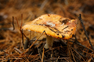 Poisonous mushroom with a red spotted hat. It grows in a coniferous forest.