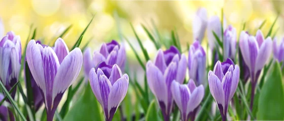 Fotobehang Krokus prachtige paarse krokus bloeiend in een tuin in panoramisch formaat  © coco