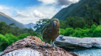 kea, mountain parrot on a tree trunk, southern alps, new zealand