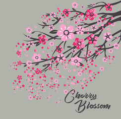 Sakura japan cherry branch with blooming flowers vector illustration.