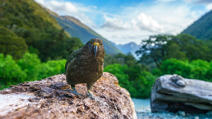 kea, mountain parrot on a tree trunk, southern alps, new zealand