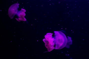 Obraz na płótnie Canvas jellyfish underwater