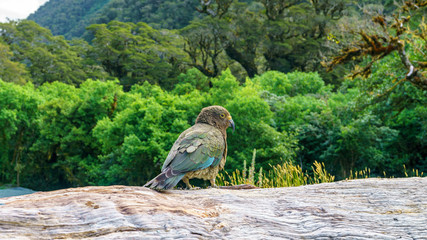 kea, mountain parrot on a tree trunk, southern alps, new zealand 41