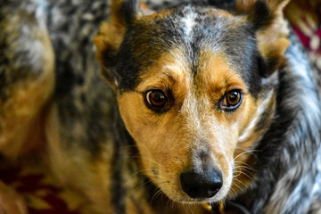Australian Cattle Dog Mix, Portrait