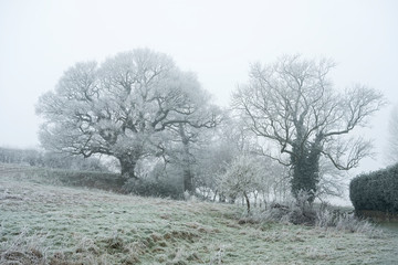 Frost coated winter trees