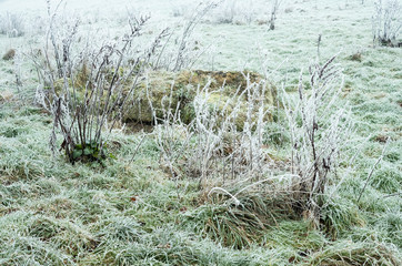 Frost covered plants in a field