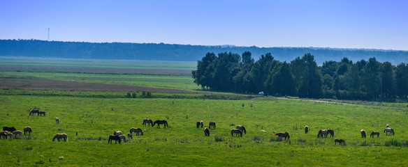 Fototapeta na wymiar Herd of horses grazing in pasture.